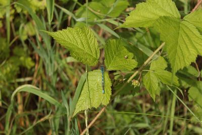 Close-up of insect on leaf