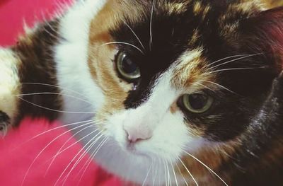 Close-up portrait of cat