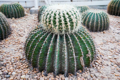 Close-up of succulent plant on field