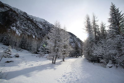 Trees on snow covered land against sky