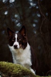 Portrait of dog looking away