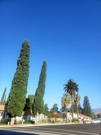 Palm trees by road against clear blue sky