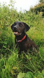 Black dog sitting on grass in field