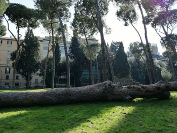 Trees on landscape against sky