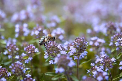 Close-up of bee on flower