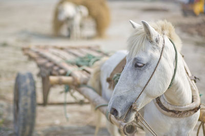 Close-up of white horse in ranch
