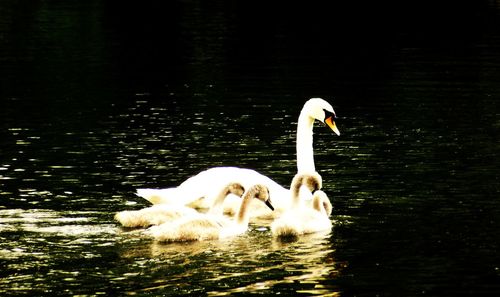 Swan floating on water in lake