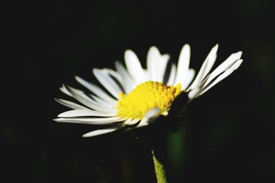 Close-up of white daisy against black background