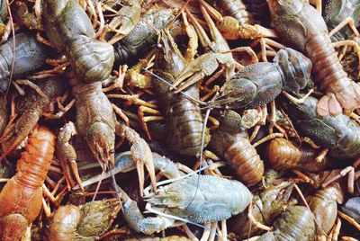 Full frame shot of dead lobsters