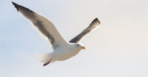 Low angle view of seagull flying