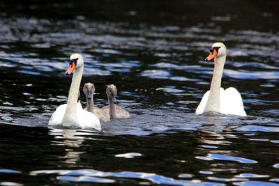 Mute swans by cygnets swimming on lake