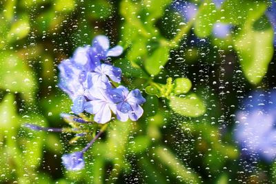 Close-up of water drops on flowers