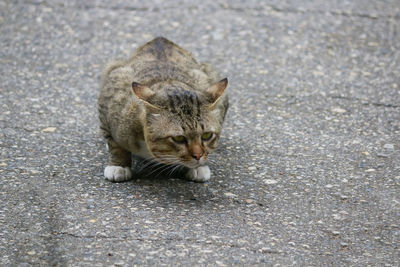 High angle view of a cat on the road