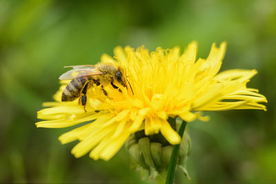 Close-up of bee on yellow flower