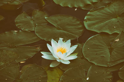 Close-up of lotus water lily