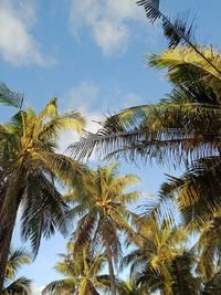 Low angle view of palm trees against sky