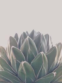 Close up of green leaves