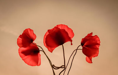 Close-up of red roses against white background