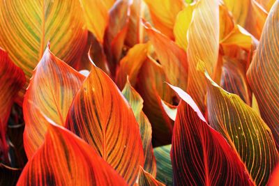 Full frame shot of red leaves