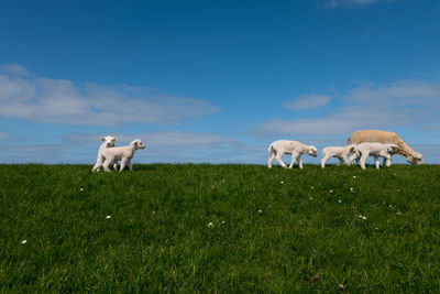 Baby lamb on a dyke with green grass