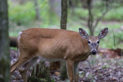 View of deer in forest