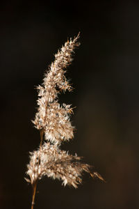 Close-up of flower plant at night