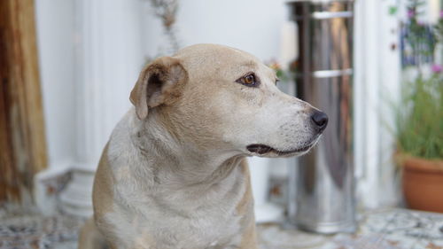 Close-up of dog looking away at home