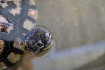 High angle view of turtle in water