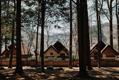 Trees and plants growing outside house in forest against sky
