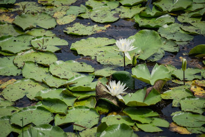 Water lily in lake