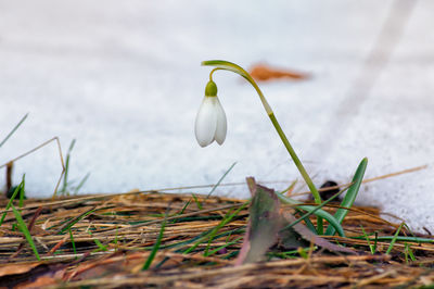 Close-up of flower in grass