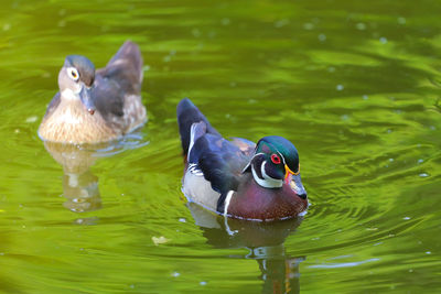 Close-up of duck swimming in lake