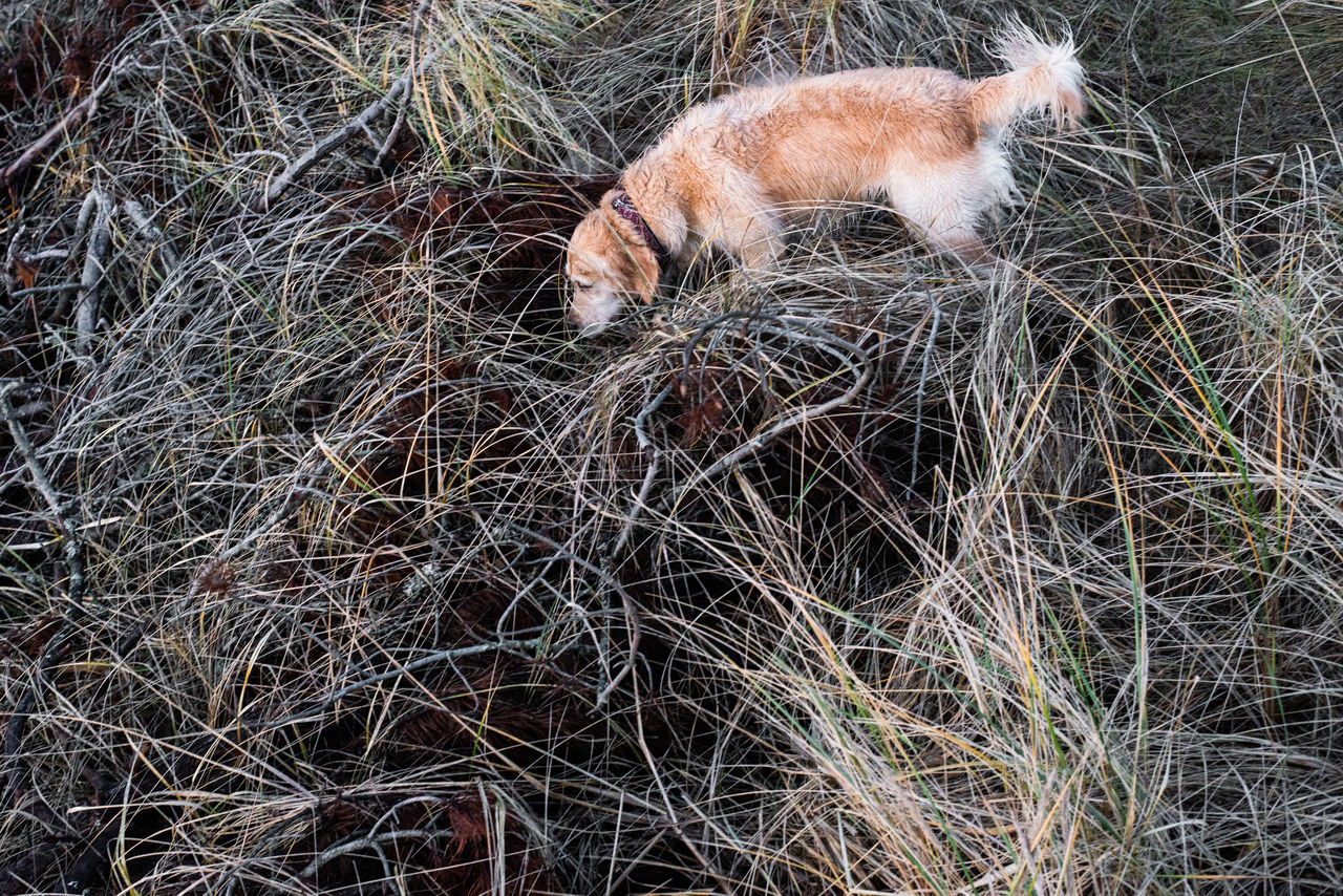 HIGH ANGLE VIEW OF A CAT IN FIELD