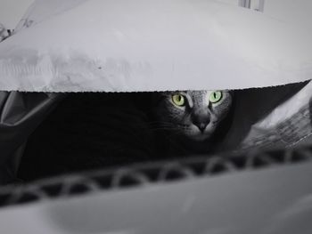 Close-up portrait of cat