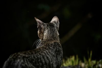 Close-up of an animal