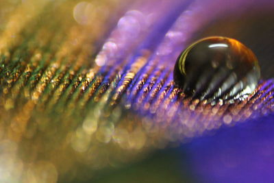 Close up of purple leaf