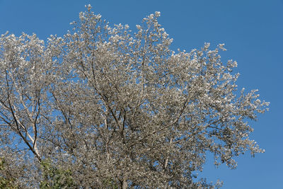 Low angle view of cherry blossom against blue sky