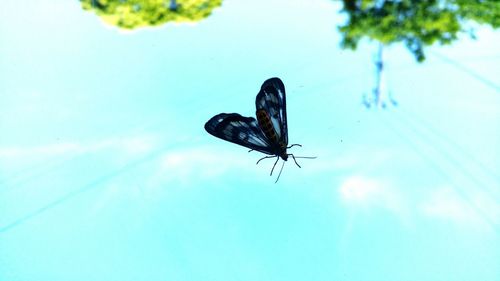 Close-up of fly on leaf