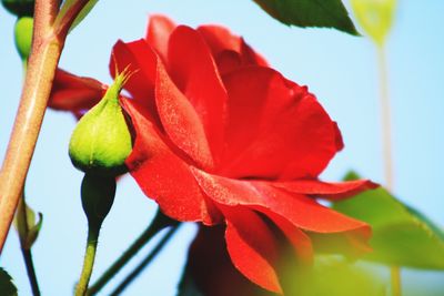 Close-up of red rose