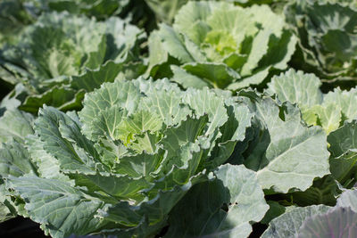 Full frame shot of fresh green leaves