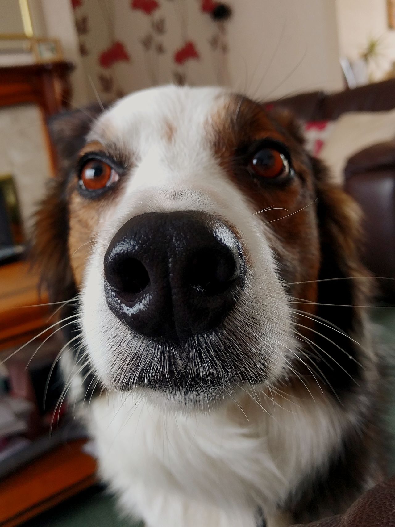 Indoors mammal close-up wet nose