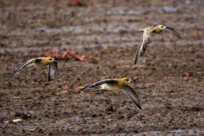  birds flying over marshy land