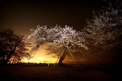 Trees on field against sky at night