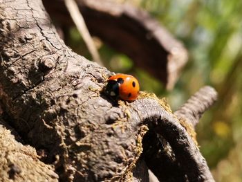 Close-up of ladybug on tree trunk