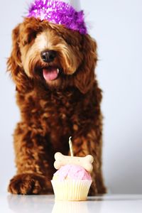 Close-up of dog against white background