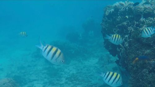 Fish swimming underwater