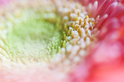 Blurred holiday macro flower petals, carpels stamens texture close up in bloom