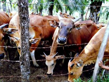 Cows in a row