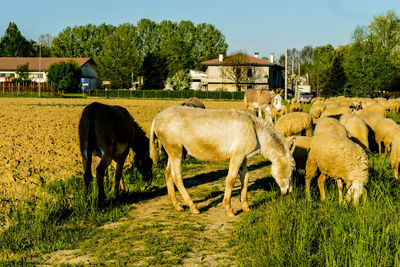 Horses grazing in a field