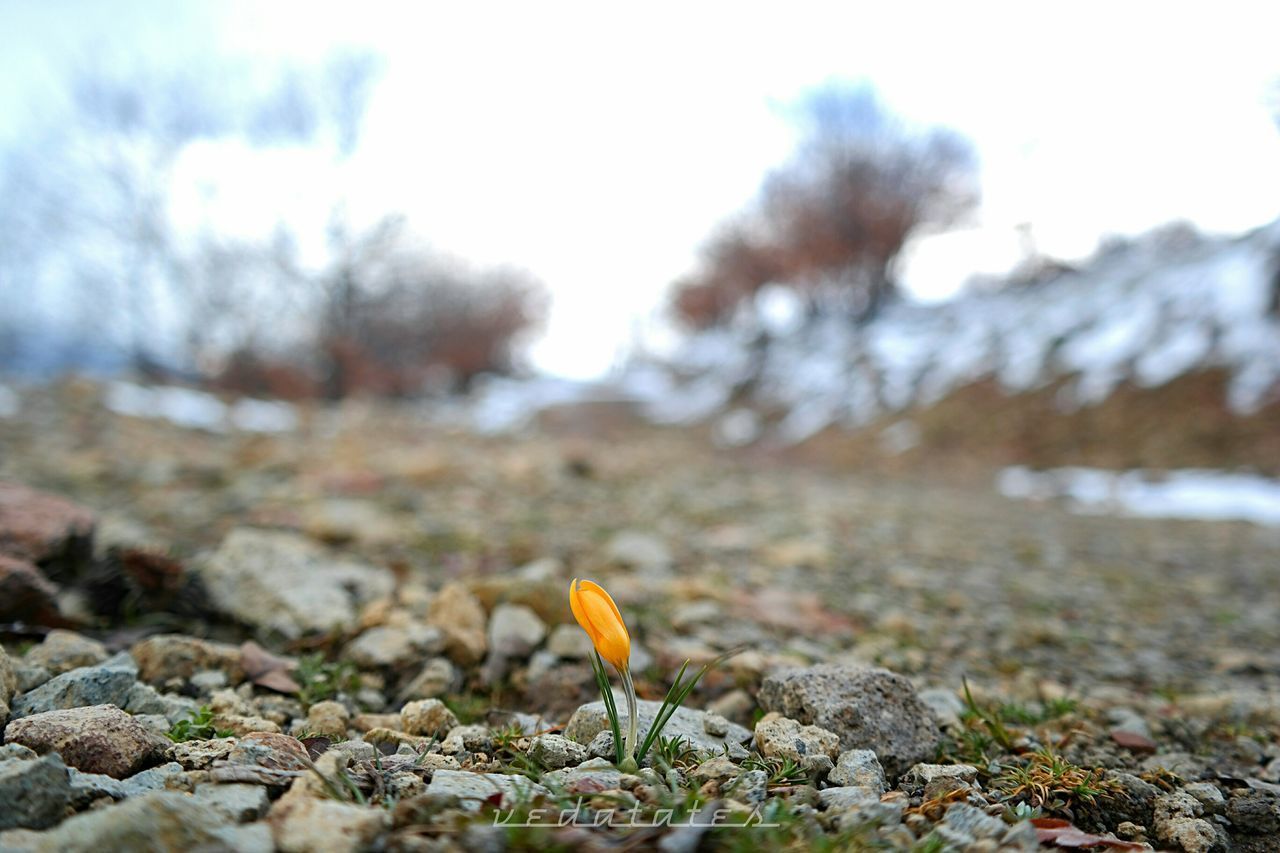 CLOSE-UP OF CROCUS AGAINST SKY